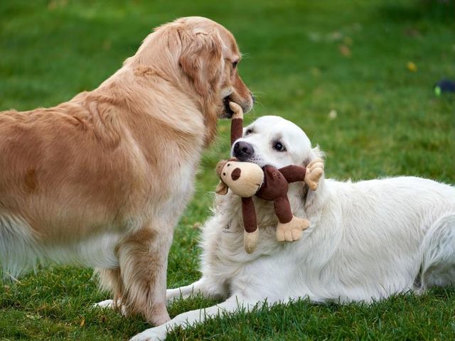 Cachorros brincando com um macaquinho de pelúcia