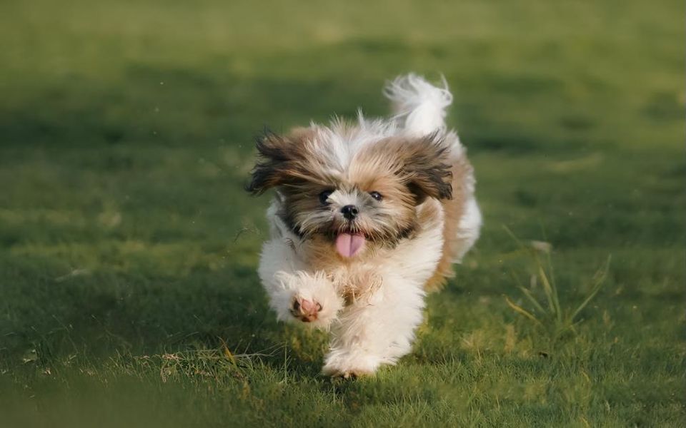 Cachorro correndo feliz na grama depois do banho