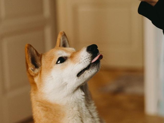 Cachorro olhando para cima esperando um petisco
