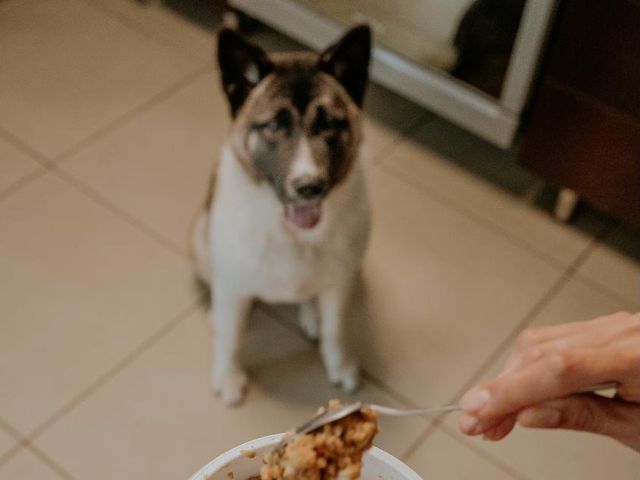Cachorro esperando a comida natural