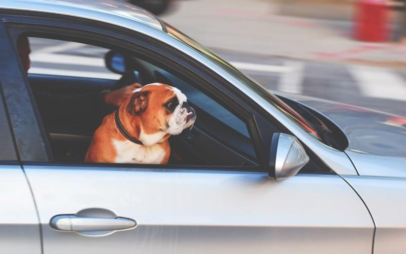 Cachorro olhando pela janela do carro