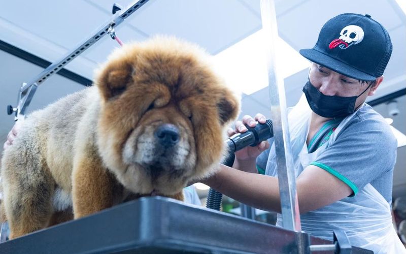 Tosador secando um cachorro na mesa de tosa