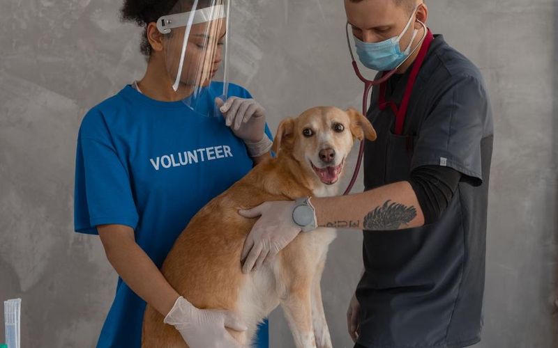 Veterinário examinando um cachorro